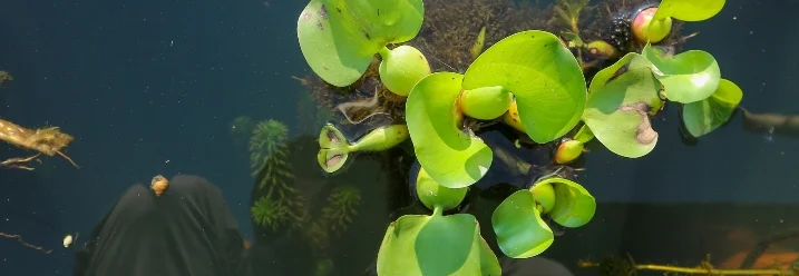Wasserpflanzen im Teich