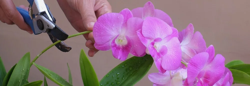 Hand schneidet Orchideenblüte mit Gartenschere