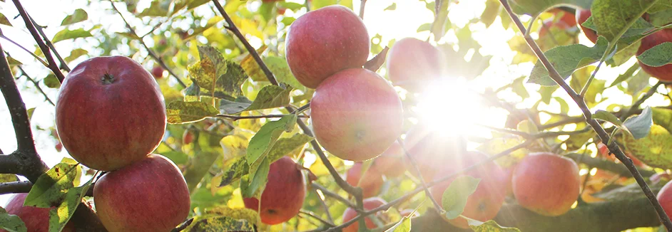 Reife Äpfel an einem Baum