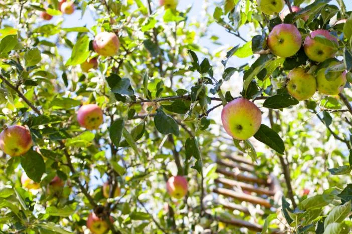 Apfelbaum mit reifen Äpfeln und Leiter