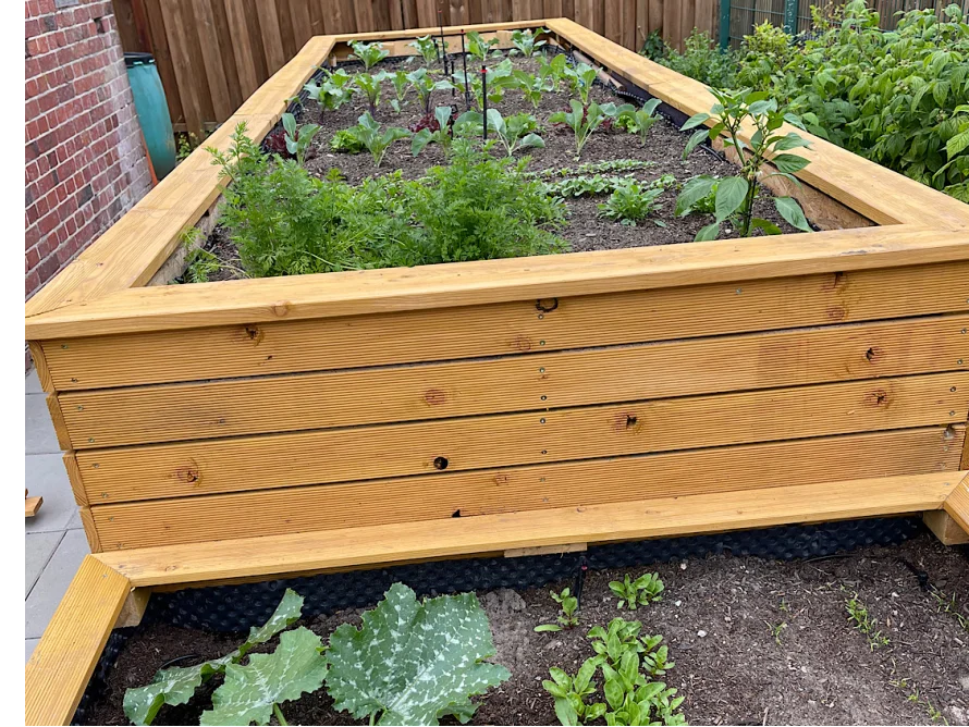 Holzbeet mit jungen Pflanzen