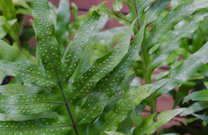 Farne im Garten pflanzen und pflegen