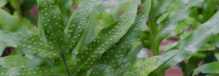 Nahaufnahme von Farnblättern