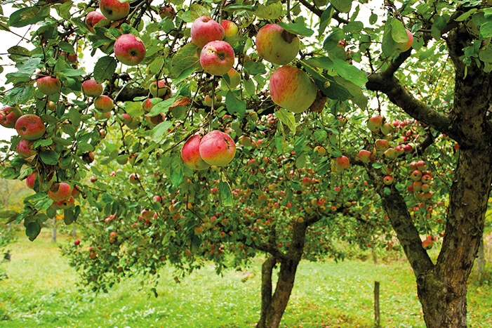 Apfelbaum mit vielen roten Äpfeln