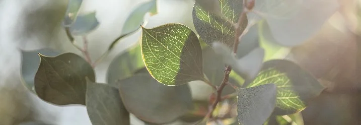 Nahaufnahme von Eukalyptusblättern