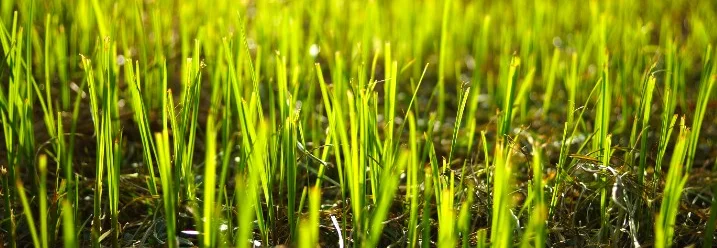 Sonnenbeschienener Rasen