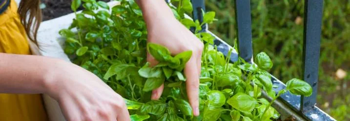 Person erntet Basilikum mit Schere