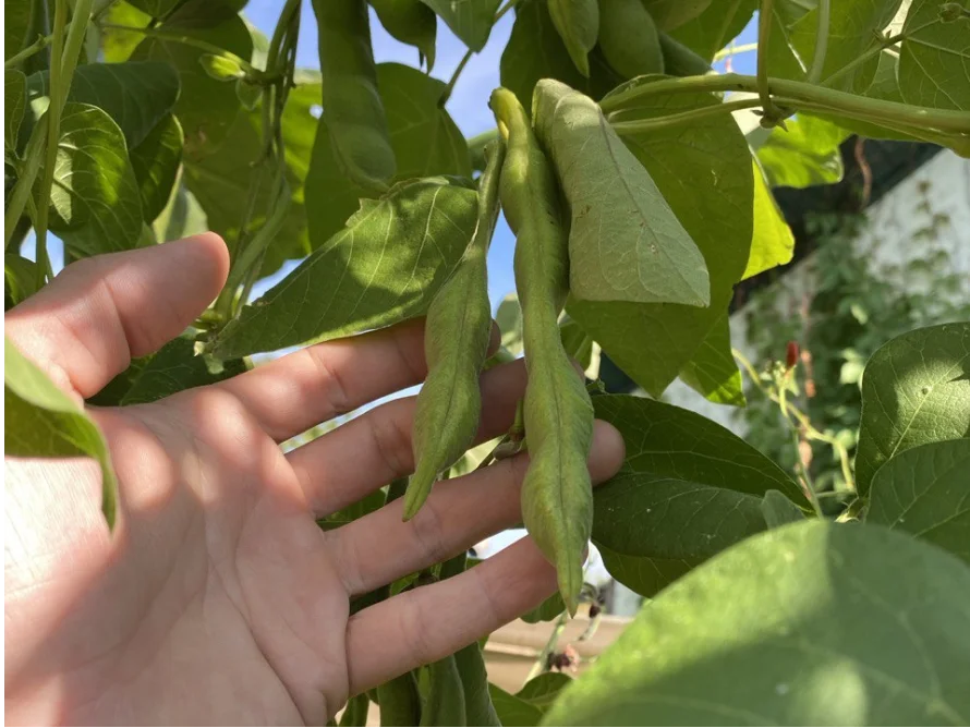 Hand hält grüne Bohnen an Pflanze