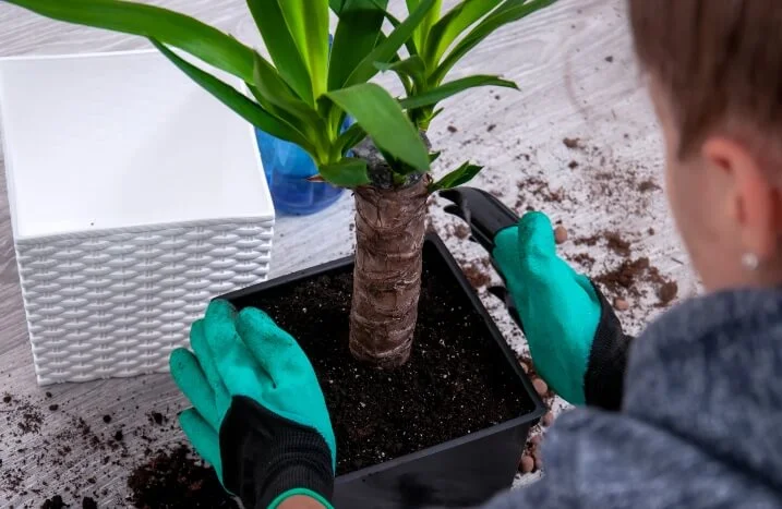 Yucca-Palme pflegen: So geht's