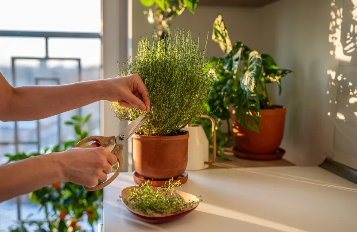 Frischer Thymian im Tontopf wird mit einer Schere beschnitten