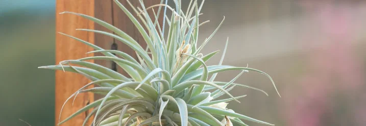 Grüne Pflanze mit dünnen Blättern