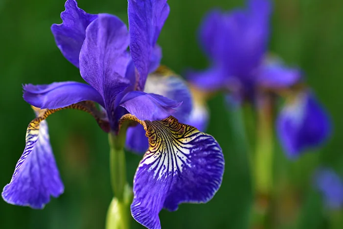 Nahaufnahme einer lila Schwertlilie