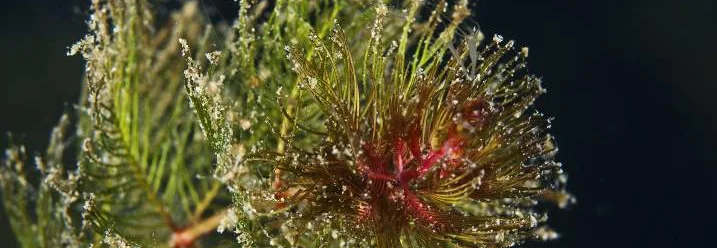 Grüne Wasserpflanze mit roten Blüten