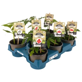 sechs Bio-Gemüsepflanzen in Töpfen