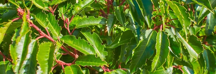 Grüne Blätter einer Pflanze