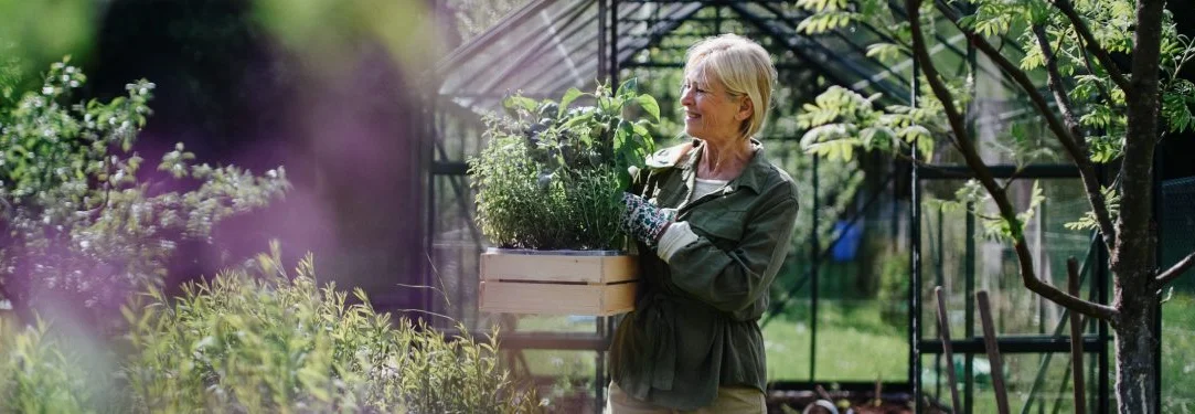 Person trägt Kräuter aus Gewächshaus