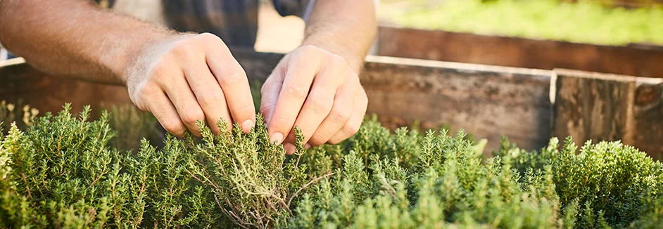 Hände pflegen Thymianpflanzen