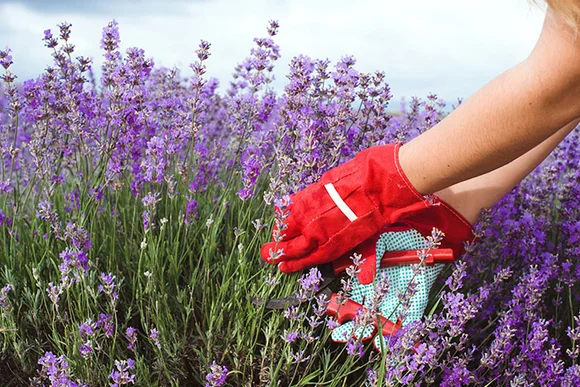 Person erntet Lavendel mit Gartenschere