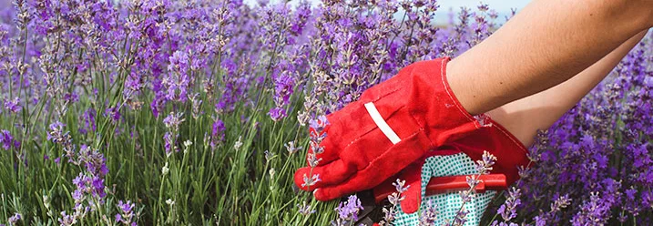 Person erntet Lavendel mit Gartenschere
