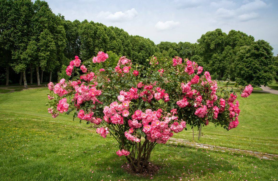 Buschrose auf großer Wiese