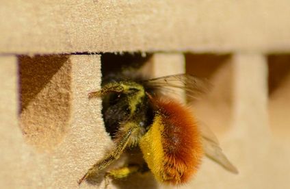 RT Wildbienen Nisthilfe 21 04 717x467