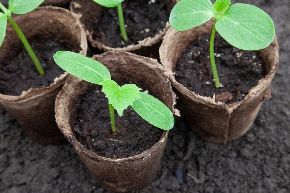 Junge Pflanzen in biologisch abbaubaren Anzuchtstöpfen.