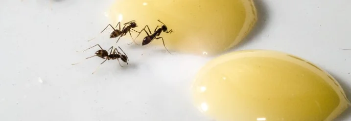 Ameisen auf gelben Tropfen