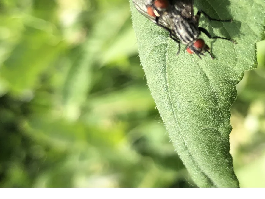 Fliege auf grünem Blatt