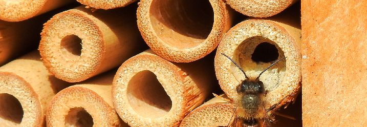 Bambusteil im Insektenhotel und Biene
