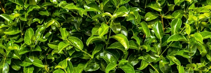 Dichtes grünes Blätterwerk