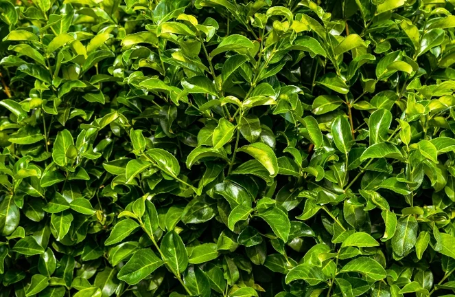 Kirschlorbeer pflanzen und pflegen  als Hecke und Solitr