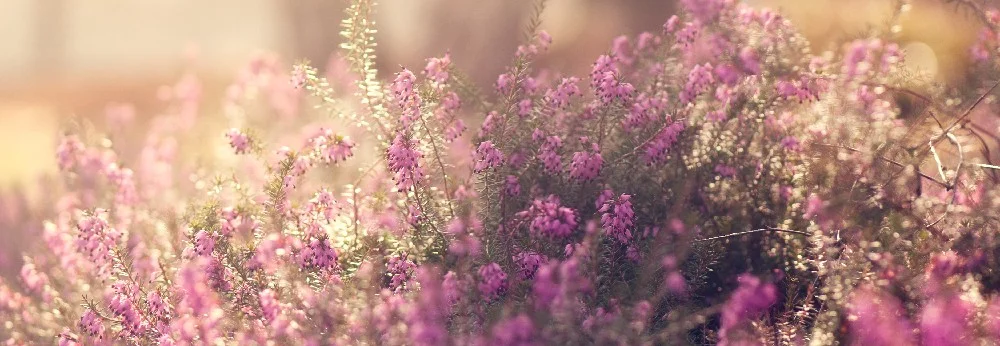 Lila blühende Heidelandschaft