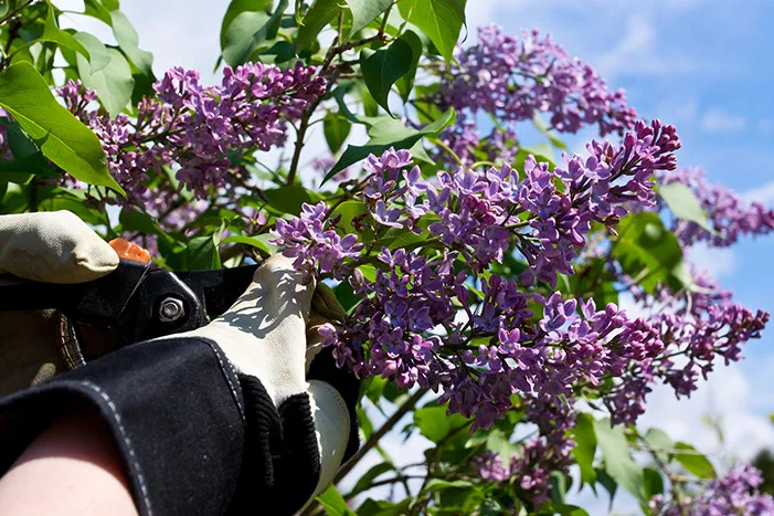 Handschuhe schneiden Flieder mit Gartenschere