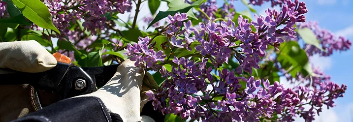Handschuhe schneiden Flieder mit Gartenschere