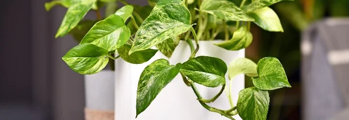 Efeutute in weißem Topf