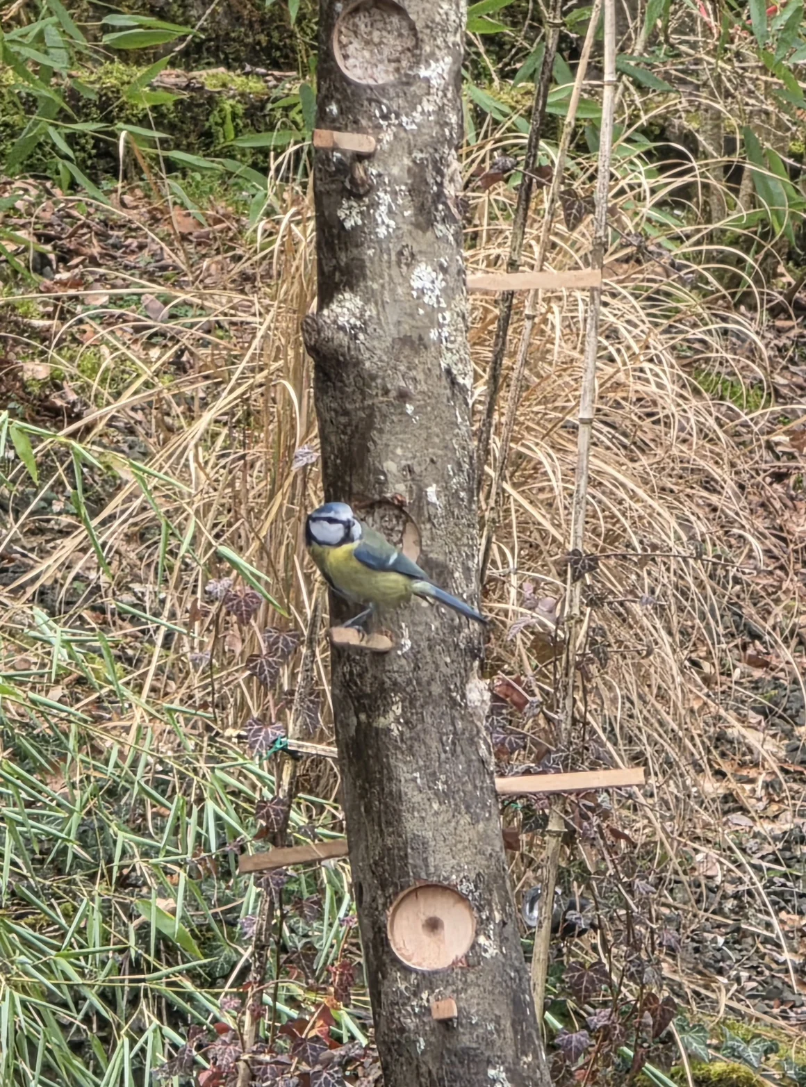 Eine Blaumeise an einer Futterstation aus einem Baumstamm.