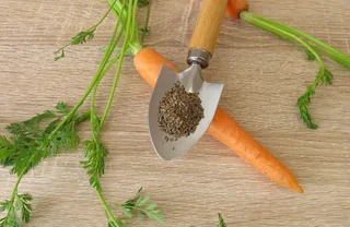 Mhren pflanzen, pflegen und ernten  im eigenen Garten!