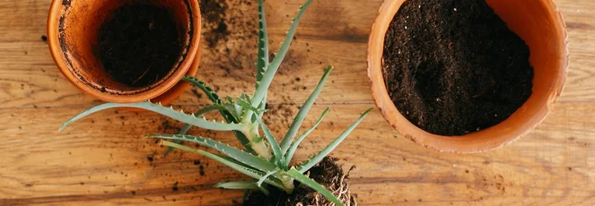 Aloe Vera umtopfen: Schritt fr Schritt