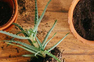 Aloe Vera umtopfen: Schritt fr Schritt