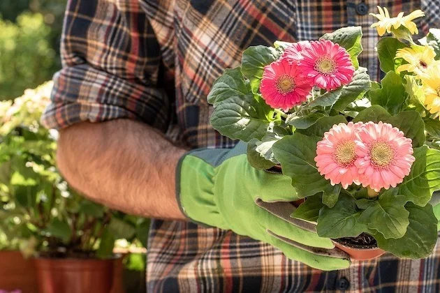 Person mit Gartenhandschuhen hält Gerbera