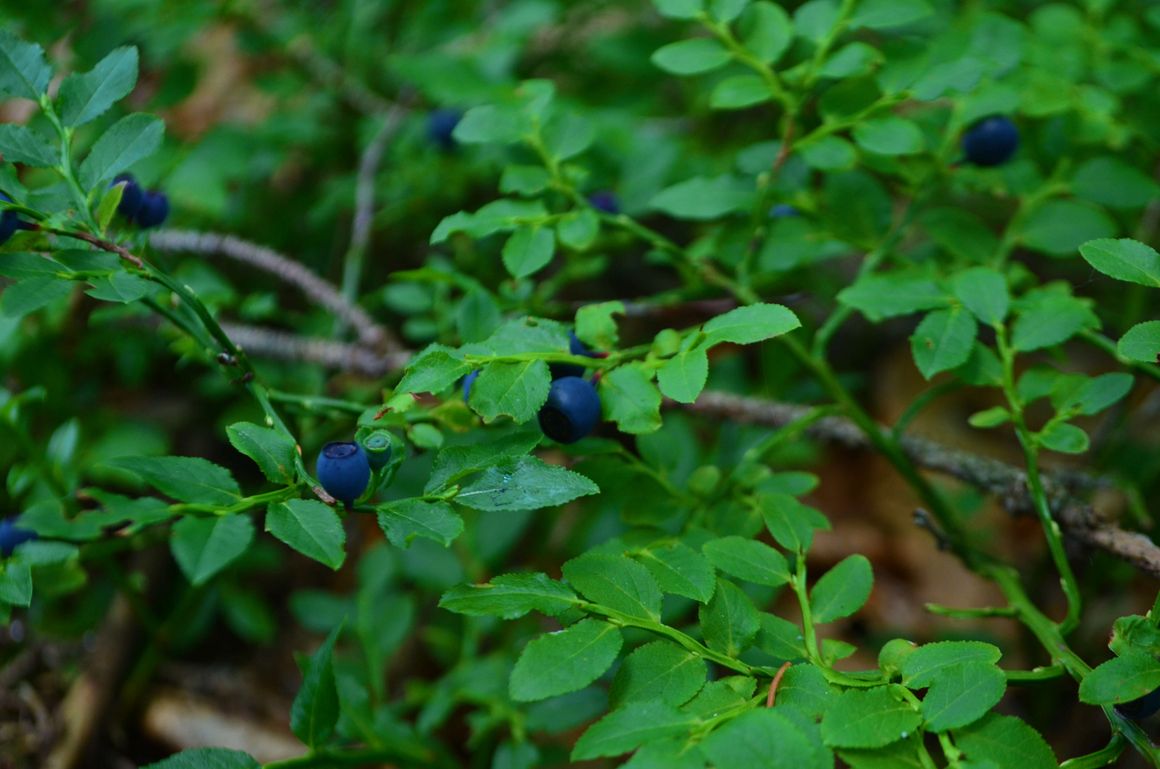 Waldheidelbeeren im Wald