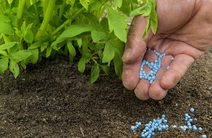 Hand düngt Pflanzen