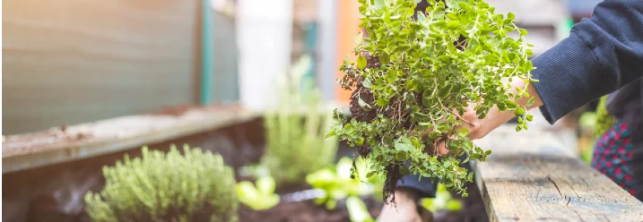 Person pflanzt Kräuter in Hochbeet