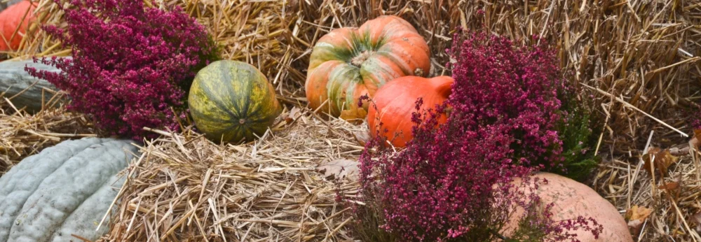 Kürbisse und Heidekraut auf Stroh