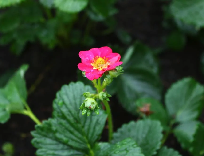 Rosafarbene Blüte einer Erdbeerpflanze