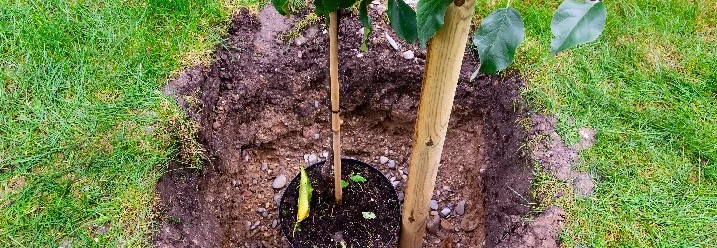 Ein frisch gepflanzter Apfelbaum wird mit einem Pfahl gestützt.