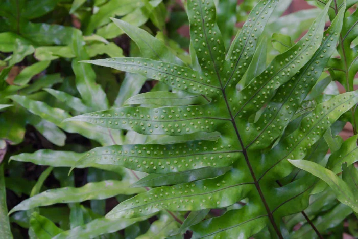 Nahaufnahme eines Farnblattes