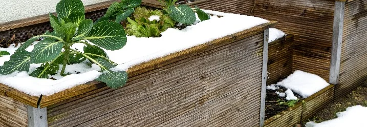 Schneebedeckte Hochbeete mit Grünkohl