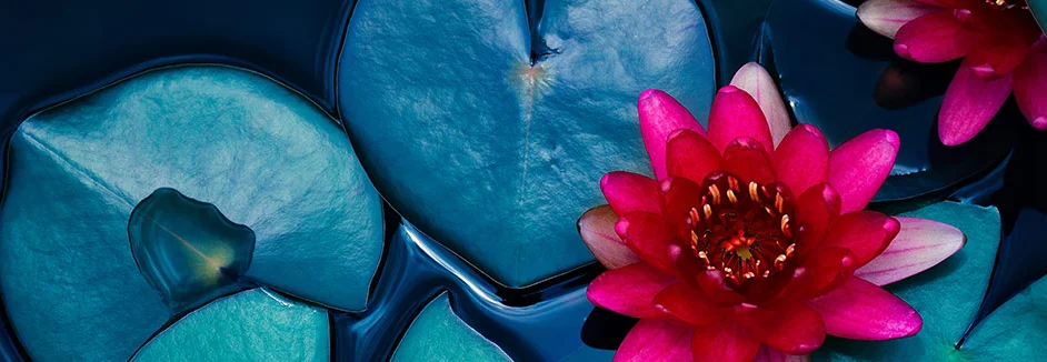 Rote Seerose auf Wasser