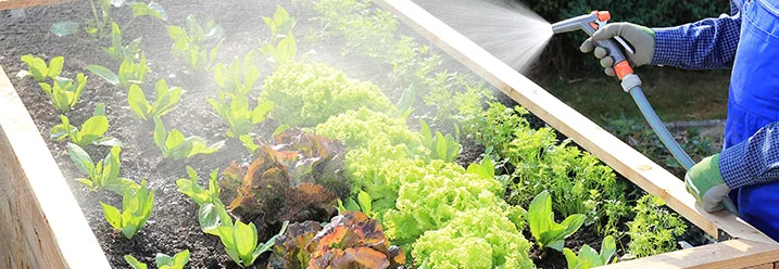 Person gießt Hochbeet mit Schlauch